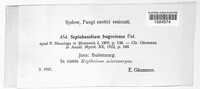 Image of Septobasidium bogoriense